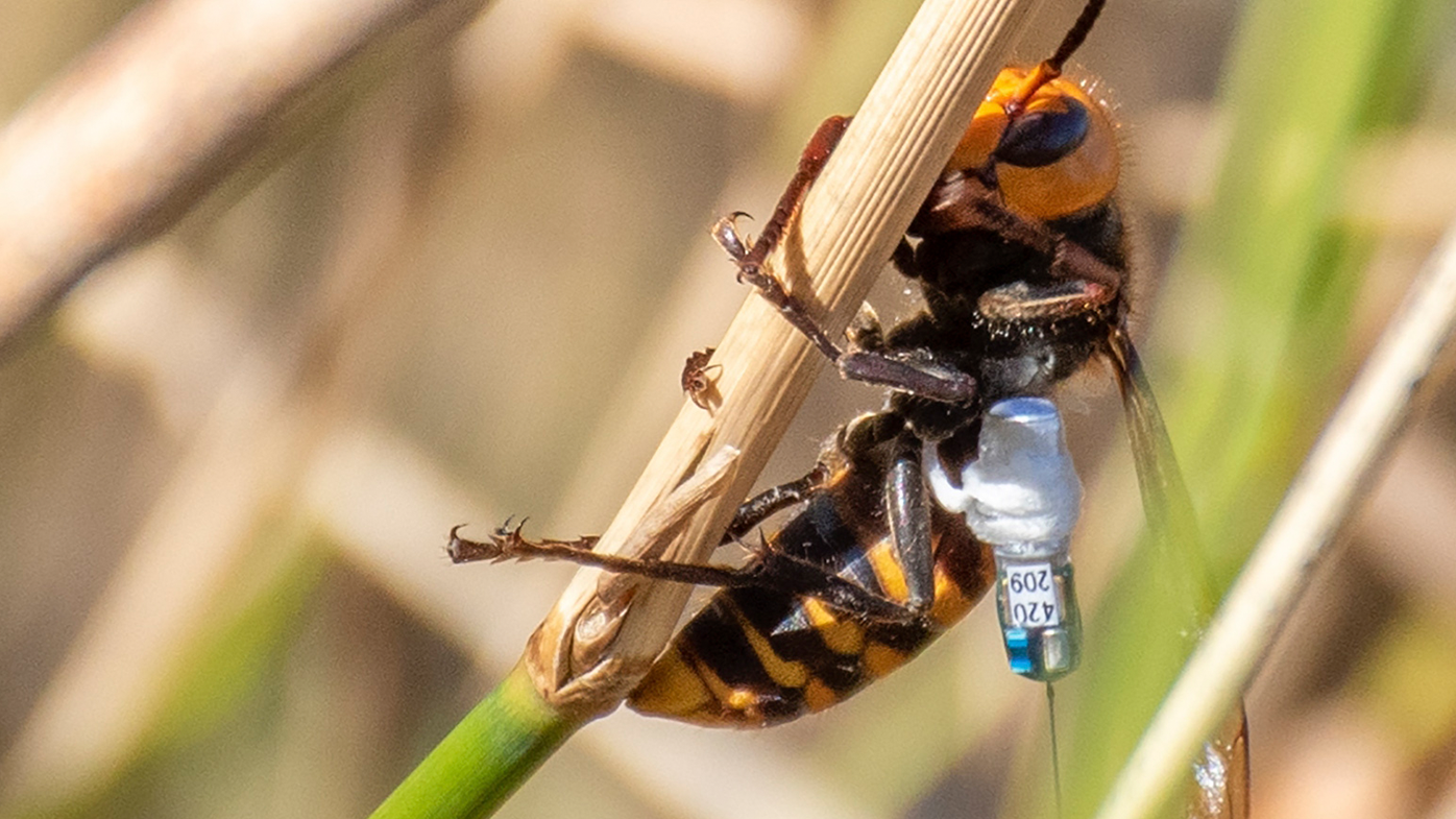 Tracking devices were fitted on an Asian Giant Hornet last year in an attempt to find its nest. (Karla Salp/Washington Dept. of Agriculture via AP)