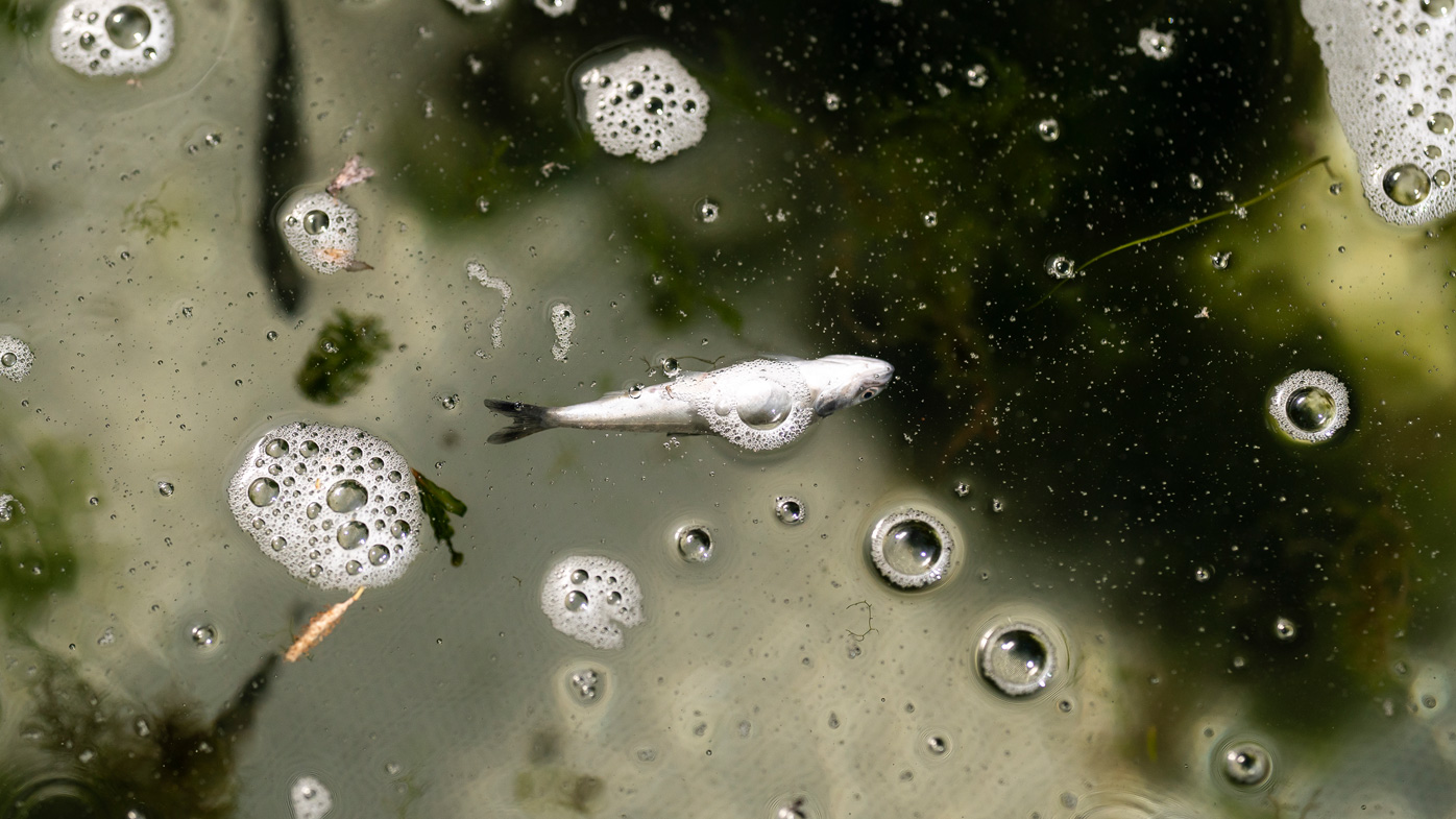 A dead chinook salmon floats in a fish trap on the lower Klamath River in Weitchpec, California.