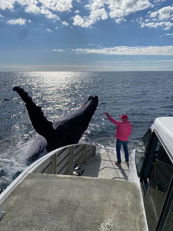 The humpback whale breached right night to the boat. 
