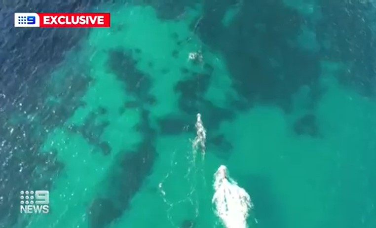 NSW Police Rescue has attempted a high-stakes rescue after a whale became entangled in netting off Coogee Beach.