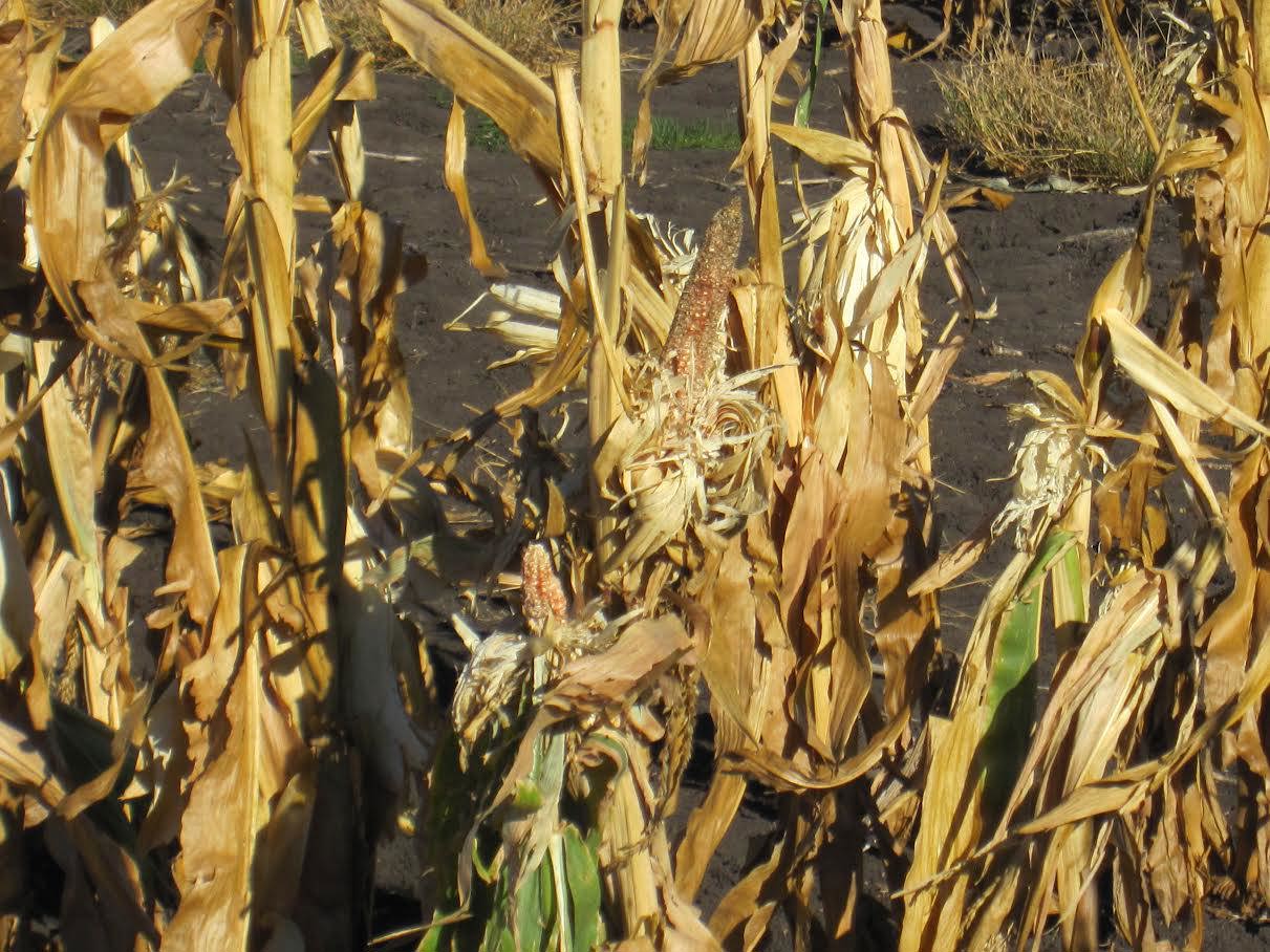 Mouse numbers are dependent on crop yield so Steve Henry urges farmers to watch out for signs of damage.