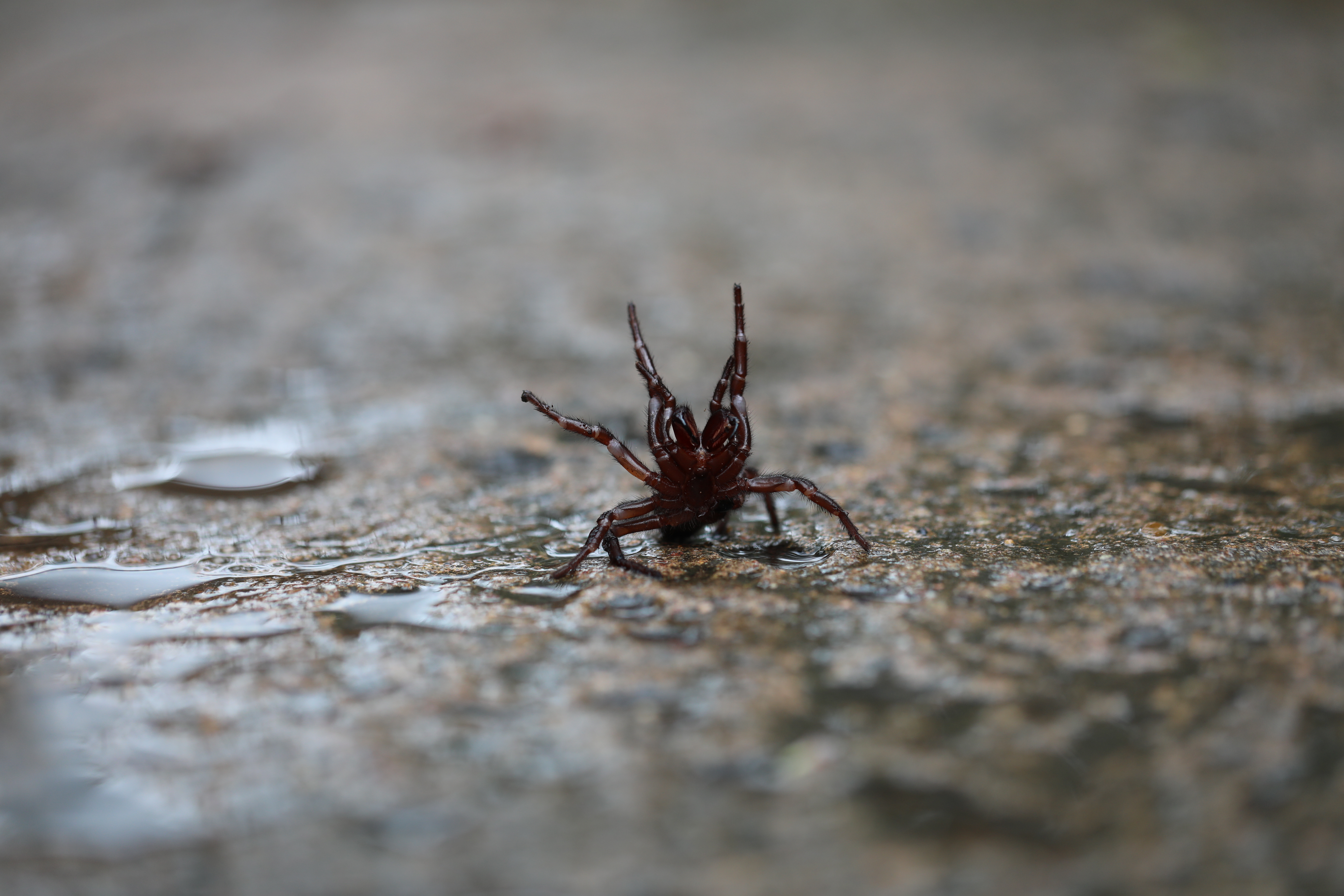 Scientist uses tiny trackers to keep tabs on funnel-web spiders