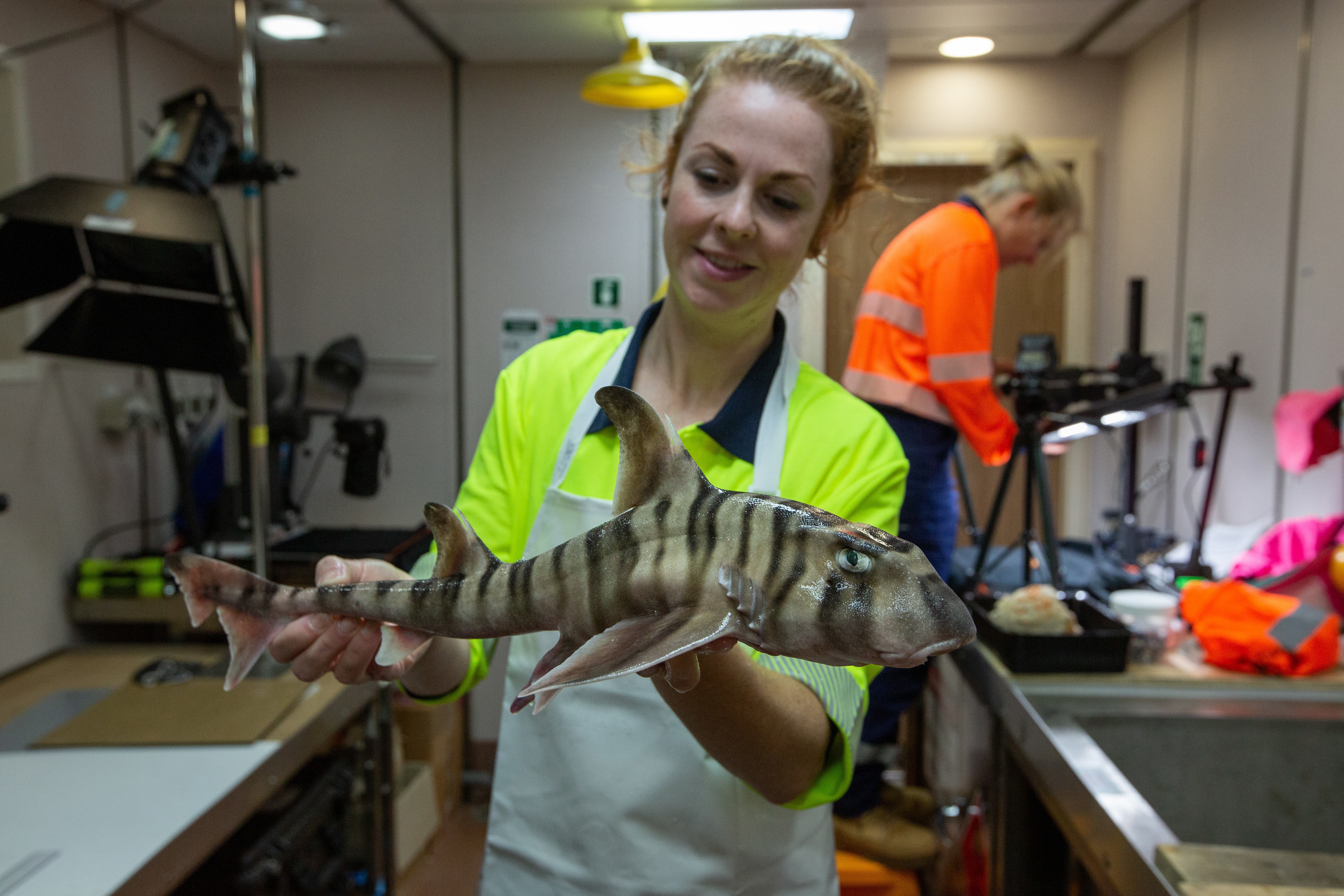 Helen O'Neill from the CSIRO, with the undescribed stripey hornshark.
