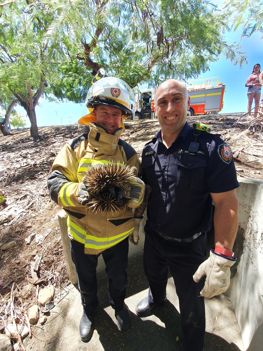 Echidna rescued by firefighters from drain in Queensland. 
