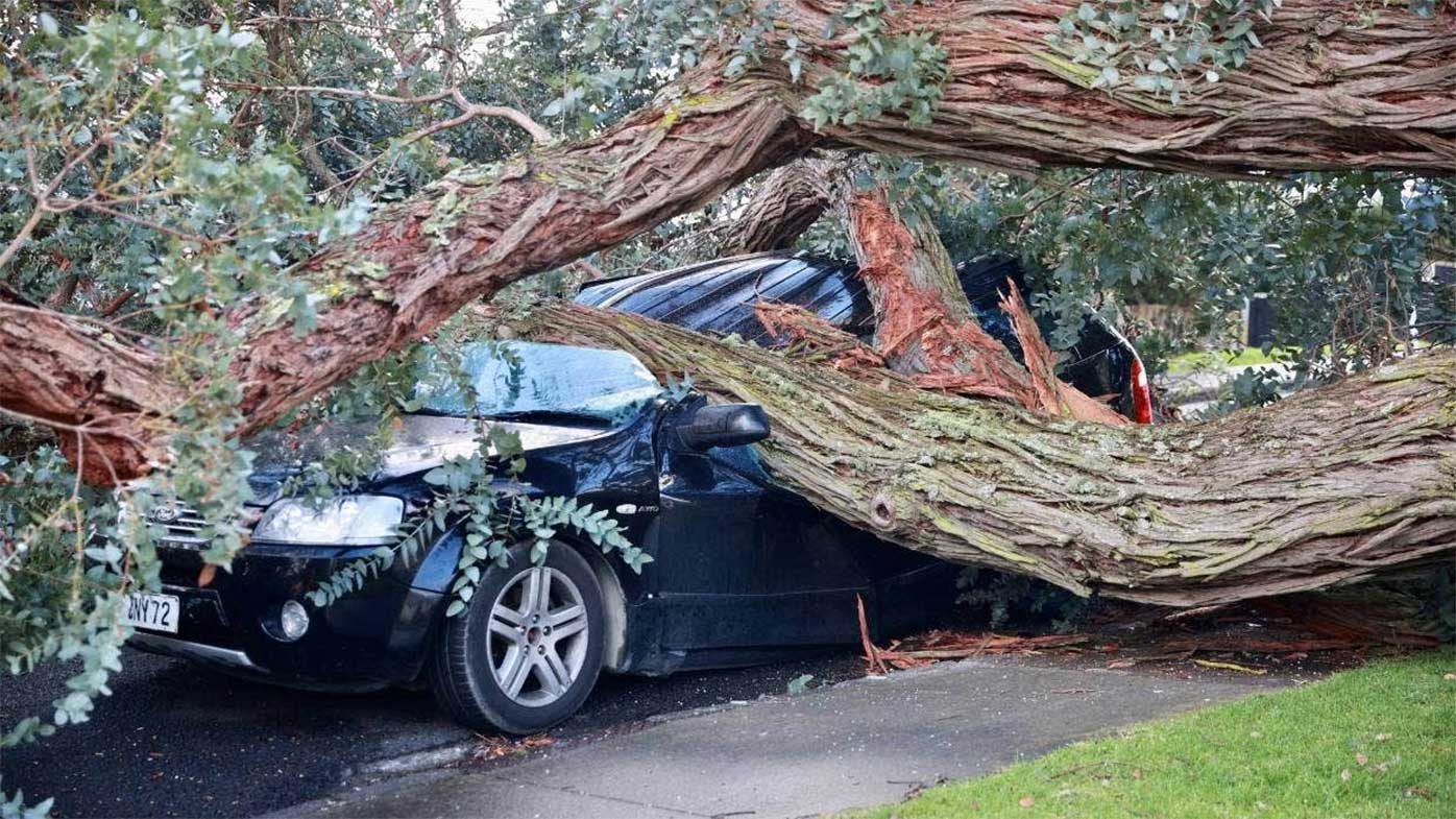 A tree has fallen onto a car in the Auckland suburb of Mt Roskill.