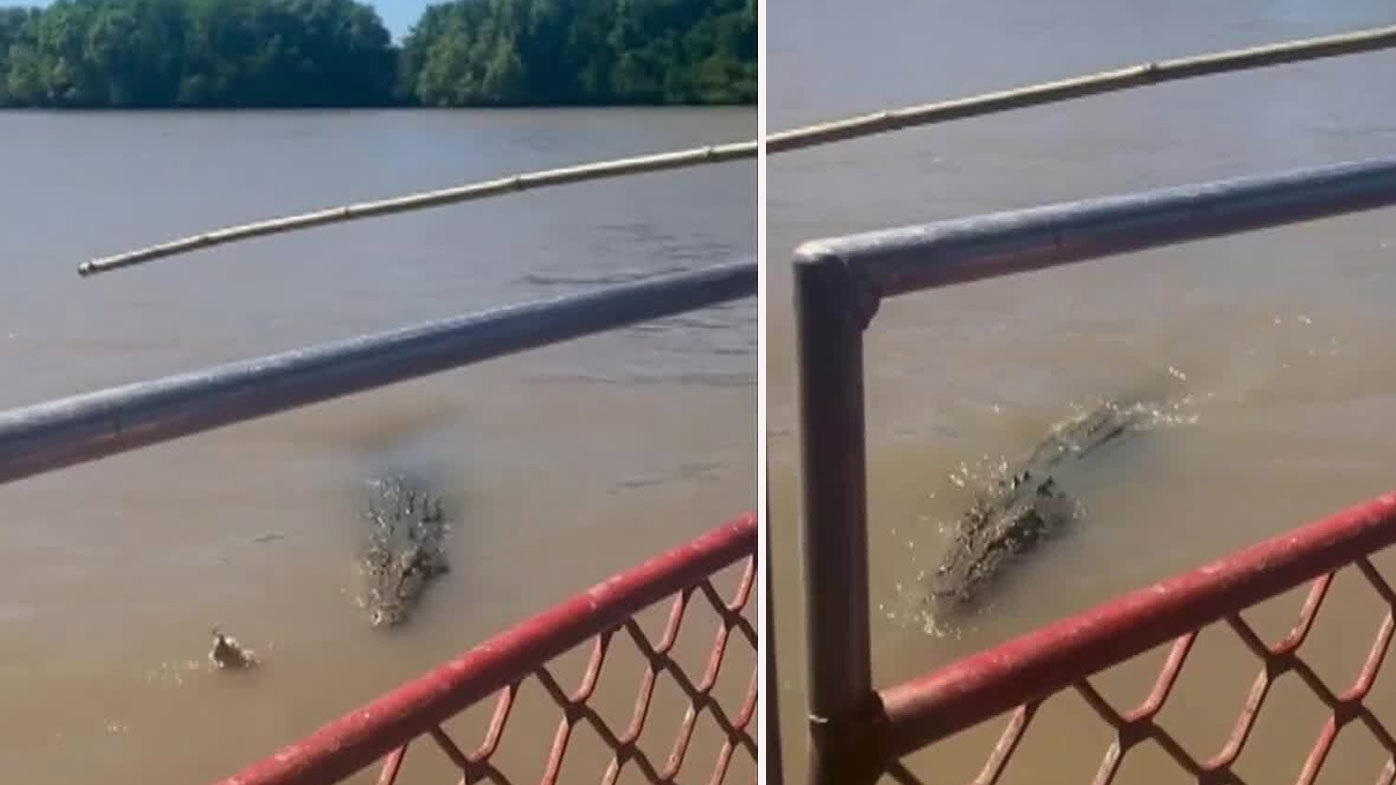 A three-metre-long crocodile was being fed by an Adelaide River cruise when "Dominator", the territory's largest and most infamous reptile, snuck up behind it.