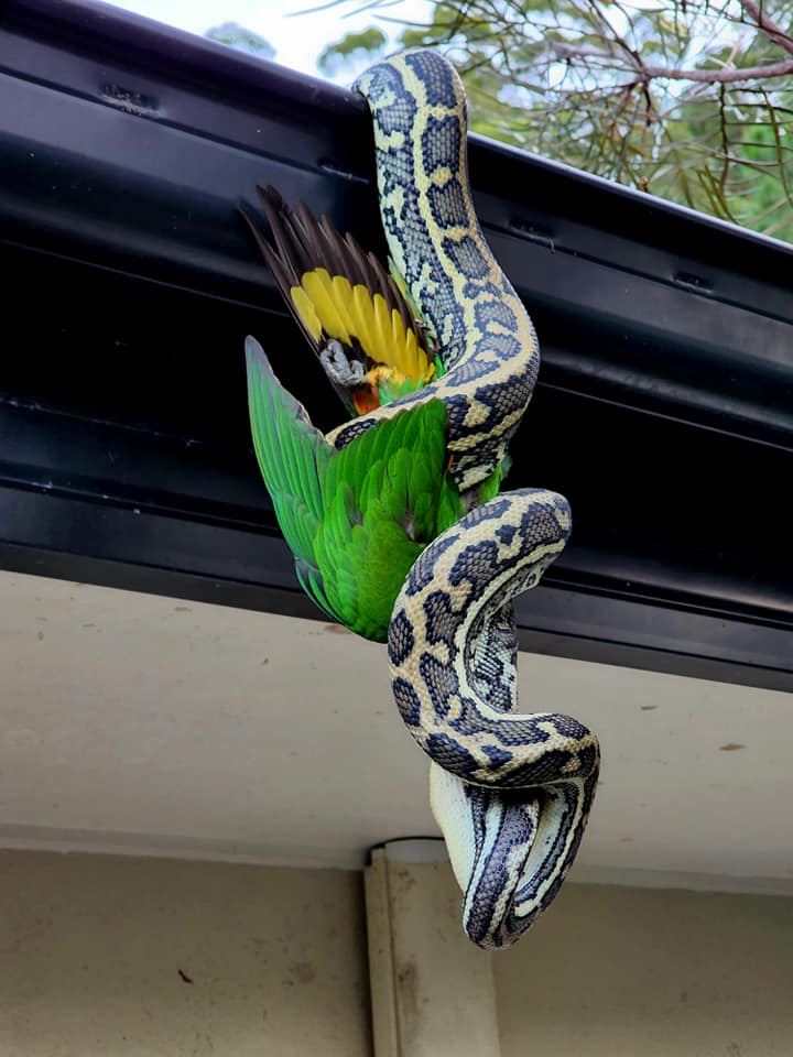 When the python dropped the bird, McKenzie felt it was 'extremely cold', which would have made it difficult for the reptile to digest.