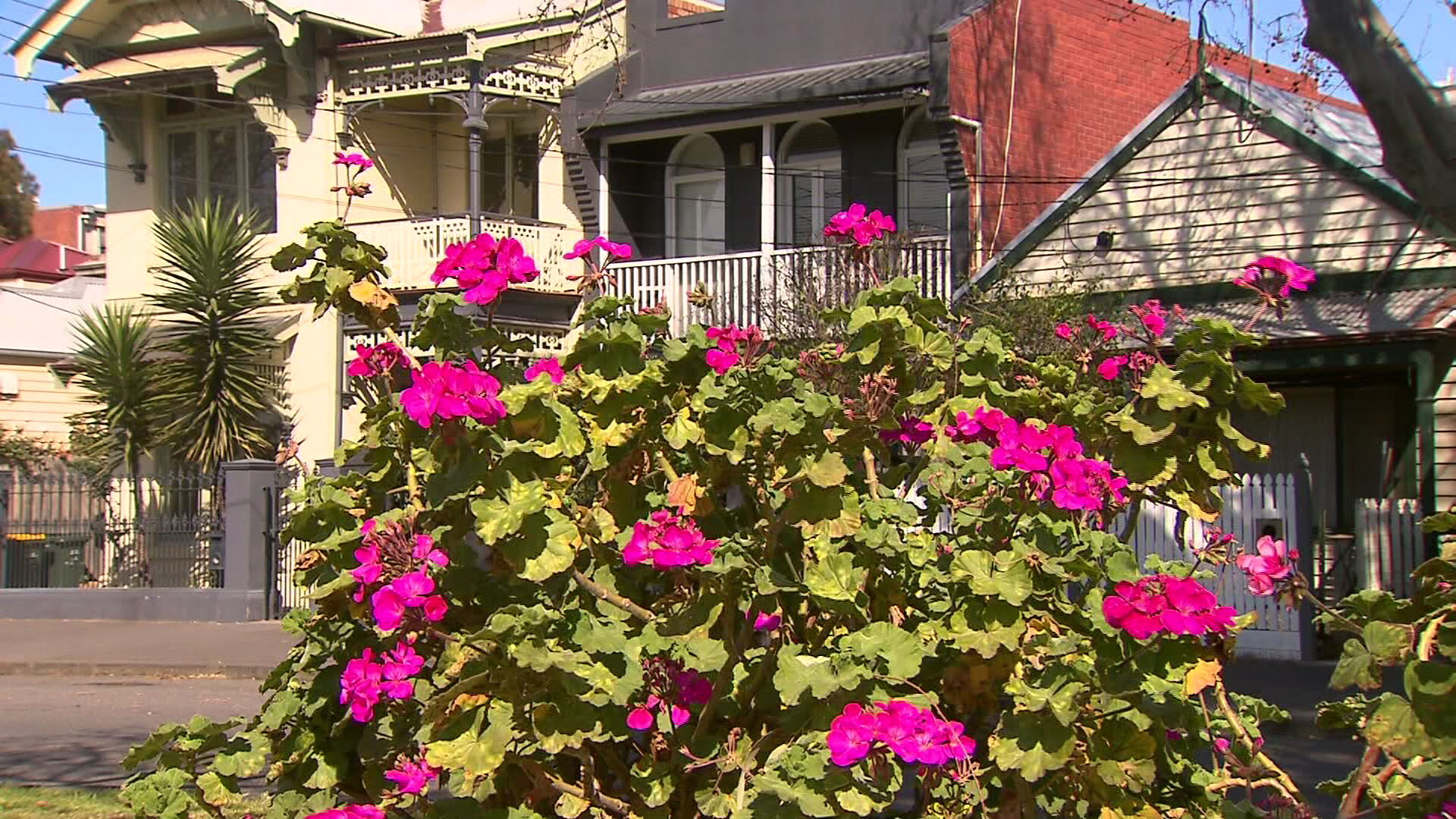 While some believe flowers are to blame, grass is responsible for more than two thirds of the pollen in Brisbane's air.﻿