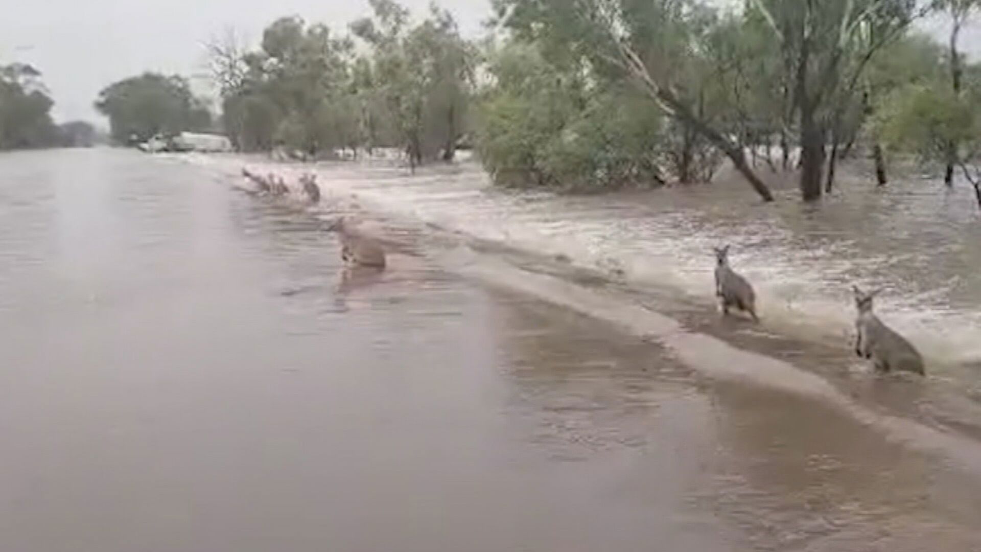 Kangaroos stand in floodwaters as a one-in-100 year flood emergency grips Western Australia's Kimberley region.
