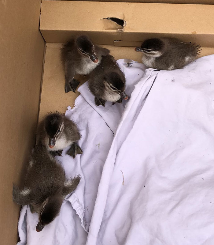 Firefighters successfully rescued six little ducklings and returned them to their parents.