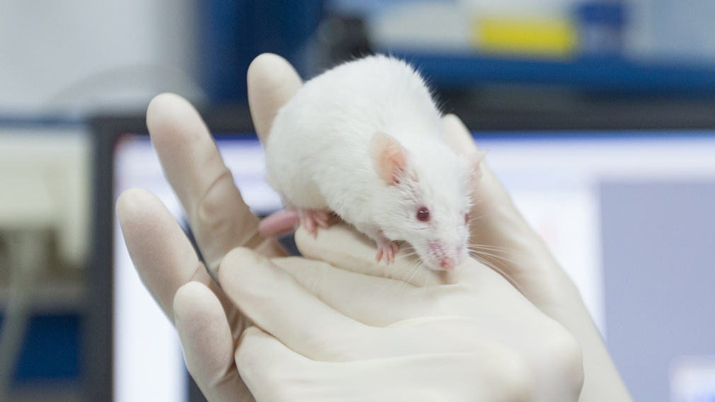 Researchers in China say they've bred healthy mice with two mothers using a new type of gene editing technology.