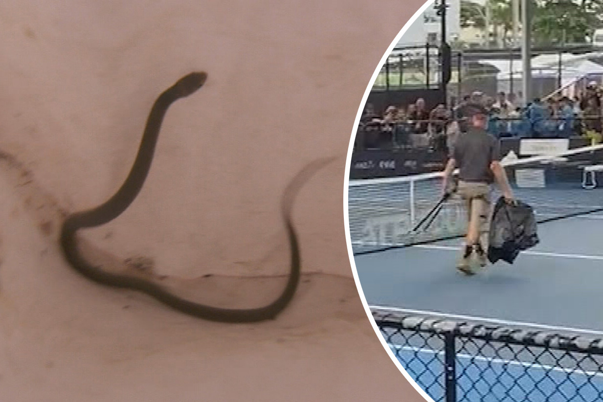 Play at the Brisbane International was suspended on Saturday as a small brown snake slithered onto the court.
