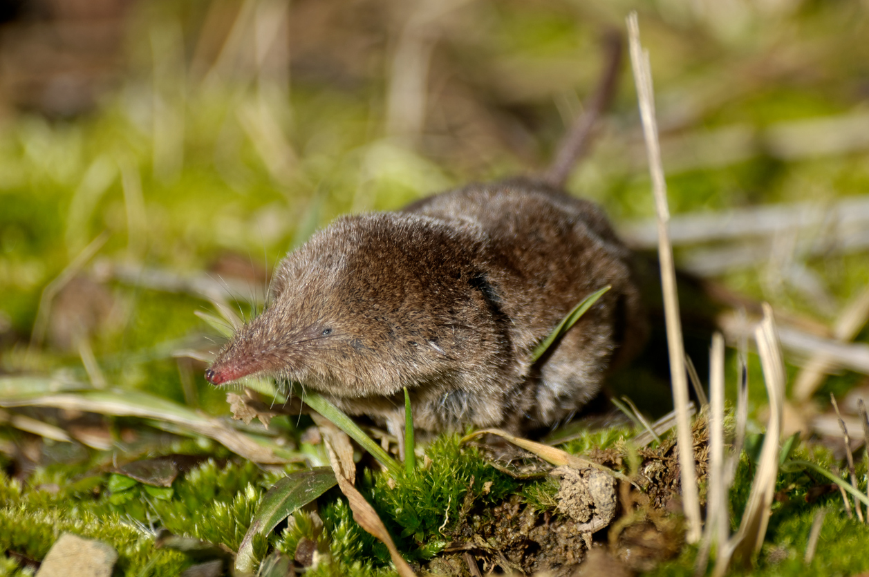 Scientists believe the virus may have spread directly or indirectly to people from shrews — small mole-like mammals found in a wide variety of habitats.