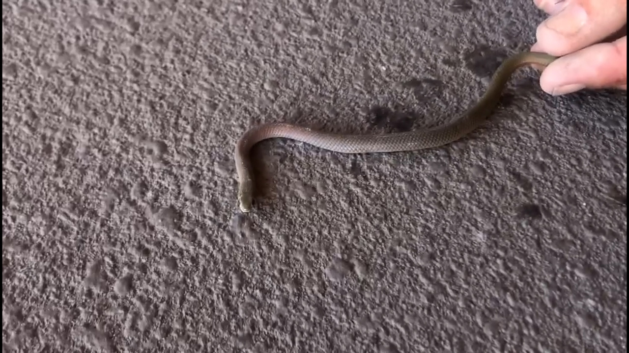 The baby was a yellow-faced whip snake, which is a protected species.