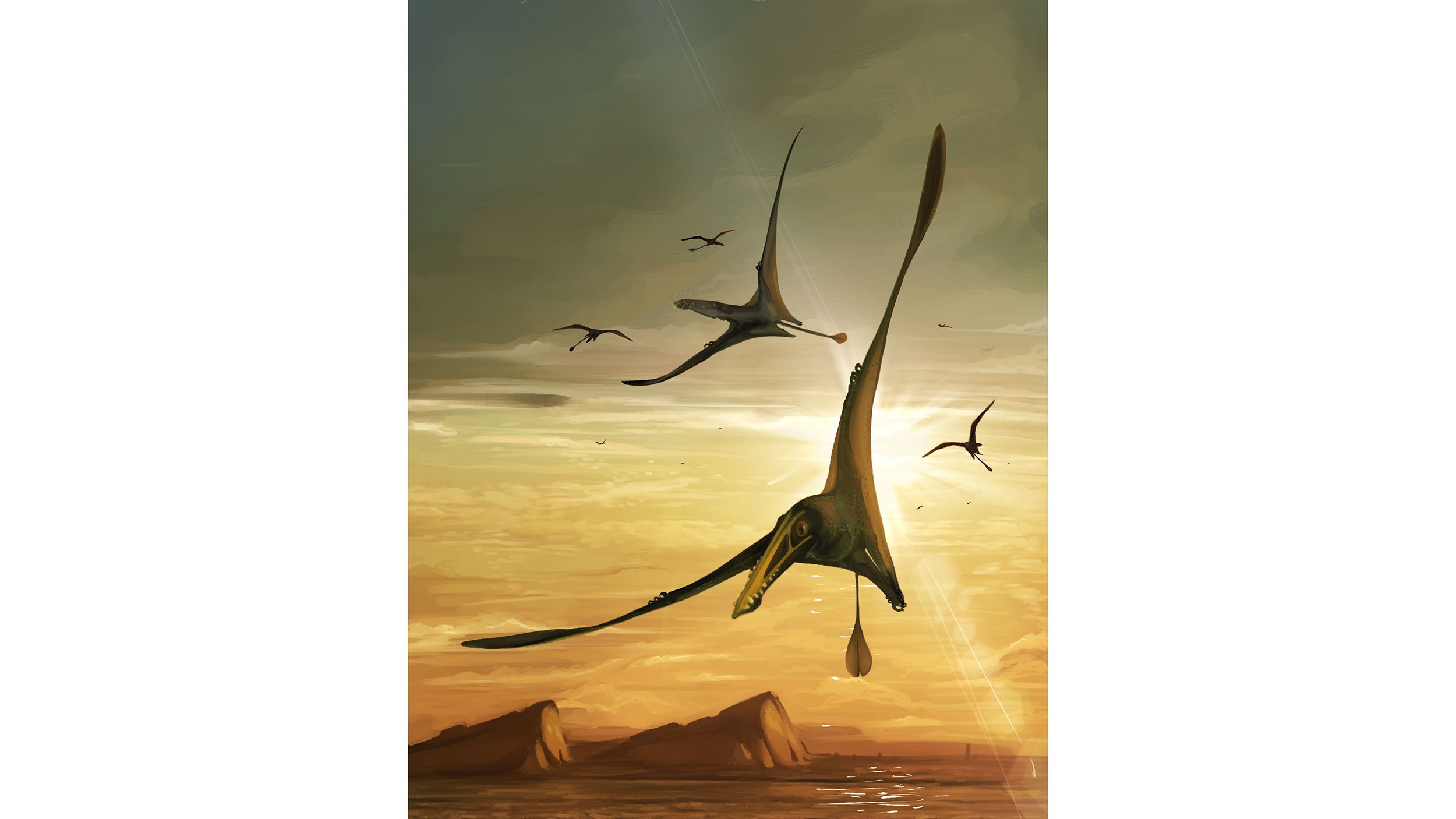 An illustration depicts the pterosaur, which had a wingspan of more than 2.5 metres.