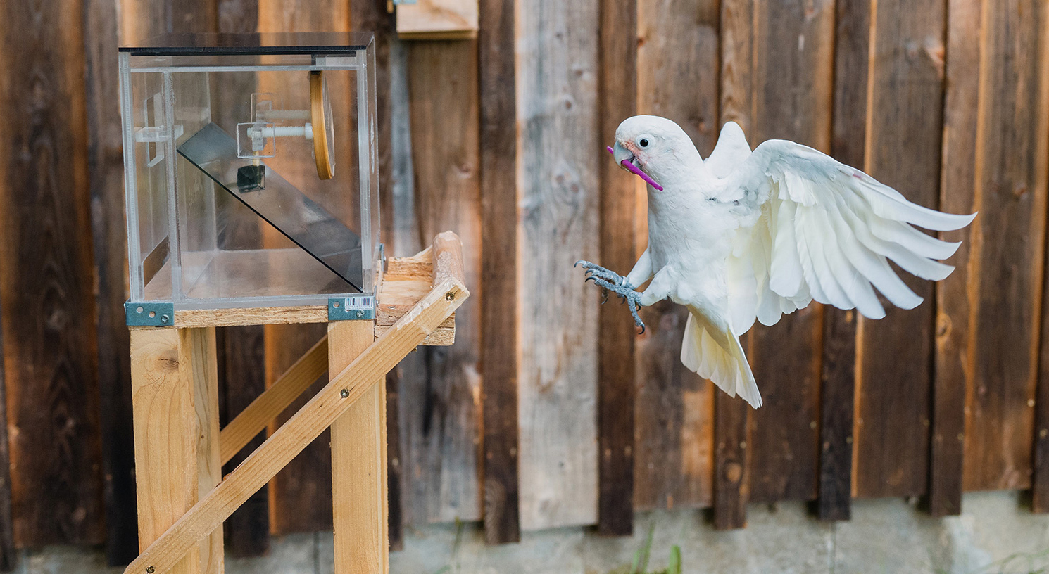 Cockatoos can not only use tools, they can carry whole toolkits