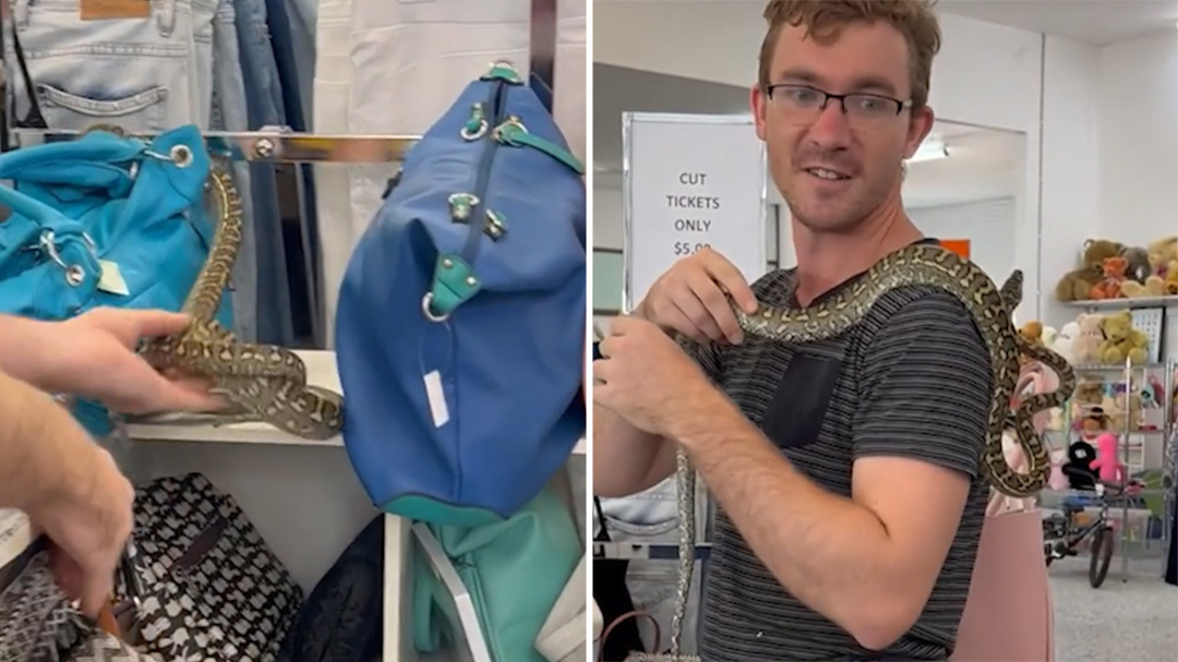 You never know what you might unearth in a charity shop - but bargain hunters in Brisbane had an unusual find when they spotted a python in the handbag section.The slithery discovery was unearthed at the shop in ﻿Capalaba in Redland, east of Brisbane.