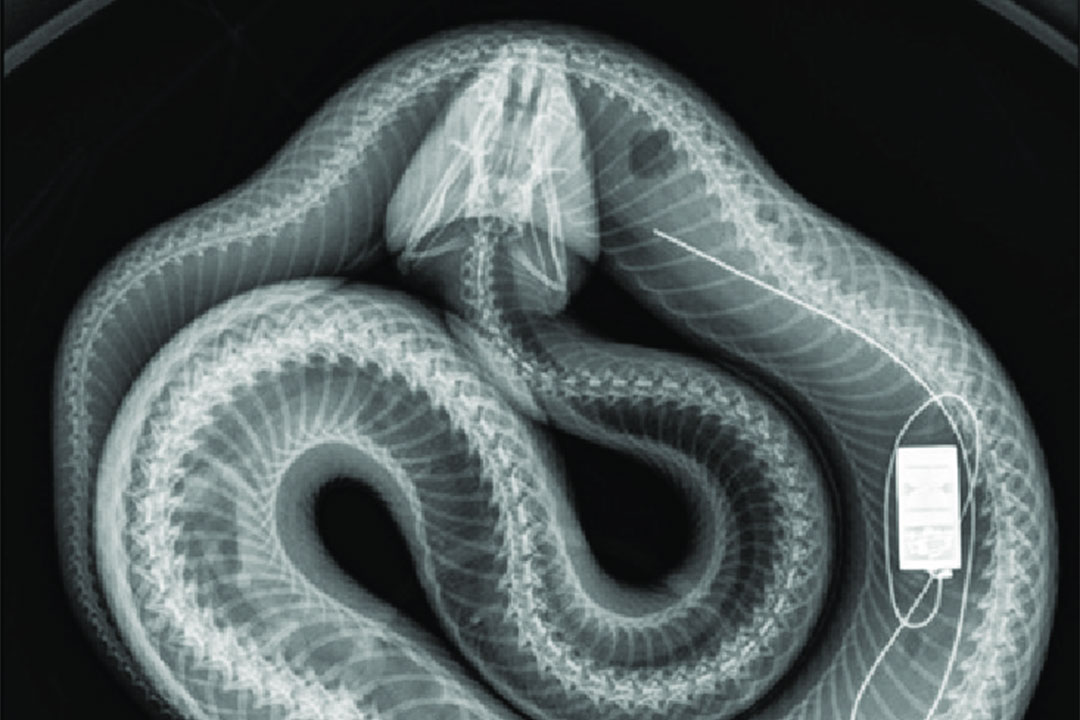 Tracking device attached to invasive python found inside larger ...