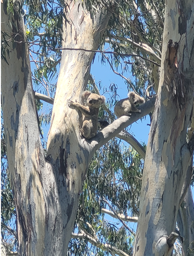 Raine spotted with her mother before the flood. The tiny joey was separated from her mother over the weekend.