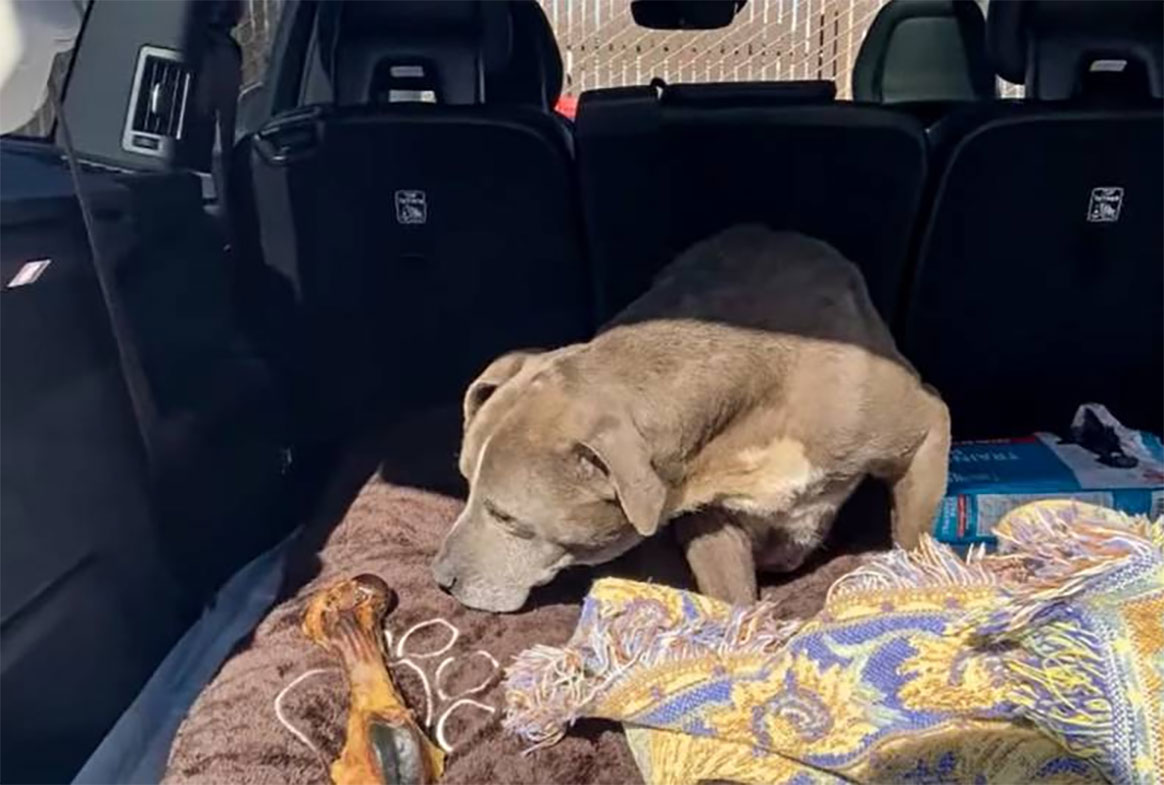 missing Californian dog zoey reunited with owner after 12 years 