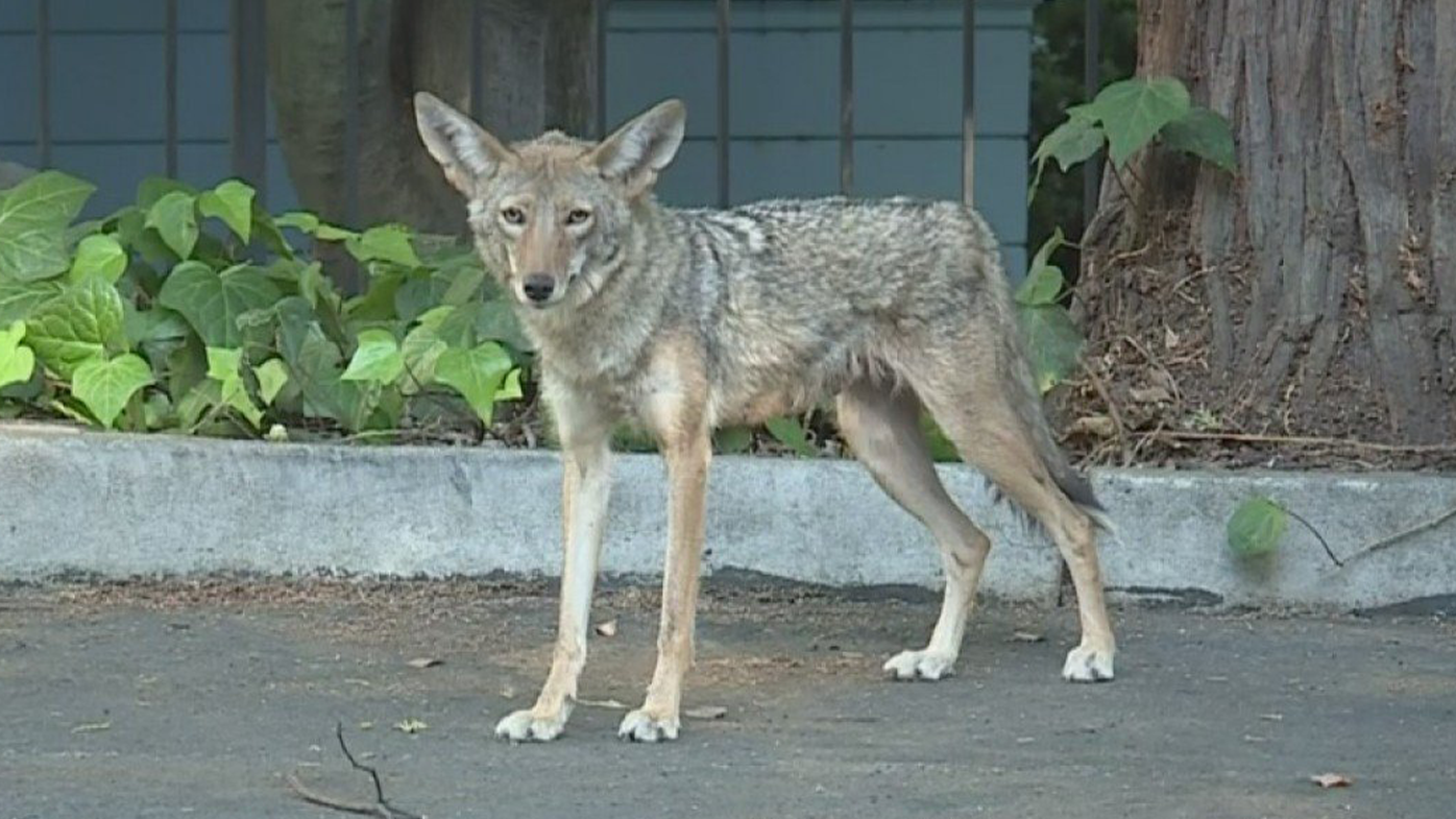Tyrome Williamson was driving near 9th and L Sunday when he saw three coyotes near the Capitol.