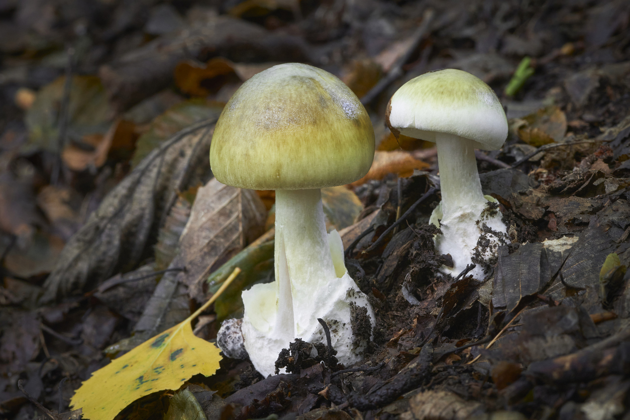 Aussies warned against fatal deathcap mushroom risk