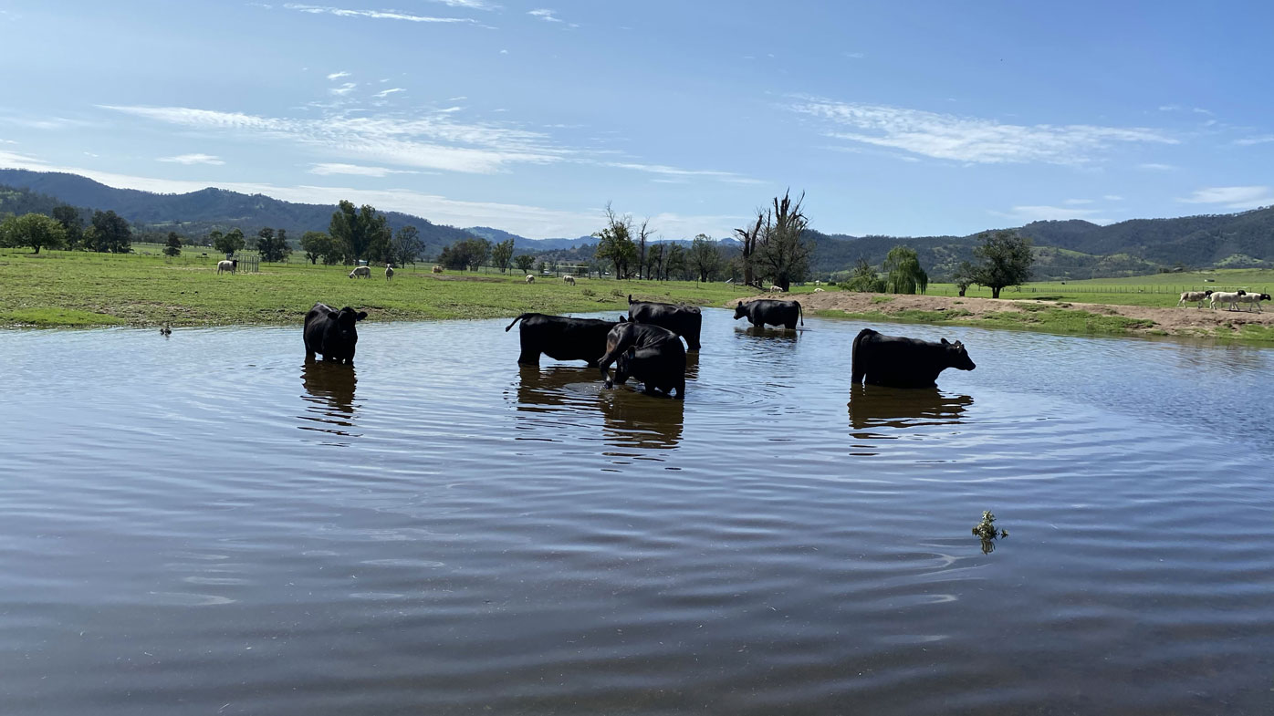 Stud heifers on Cherilyn Lowe's Moonbi property enjoy a dip in the dam for the first time.
