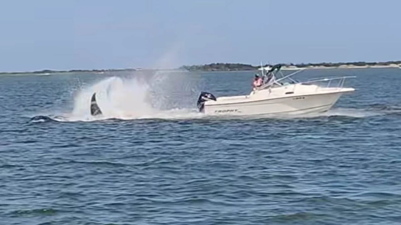 Whale dies after collision with small boat