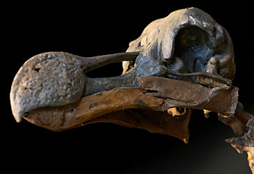 Dodo skeleton (Getty)