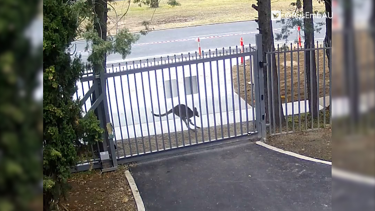 Kangaroo caught on camera trying to bonce into Russian embassy