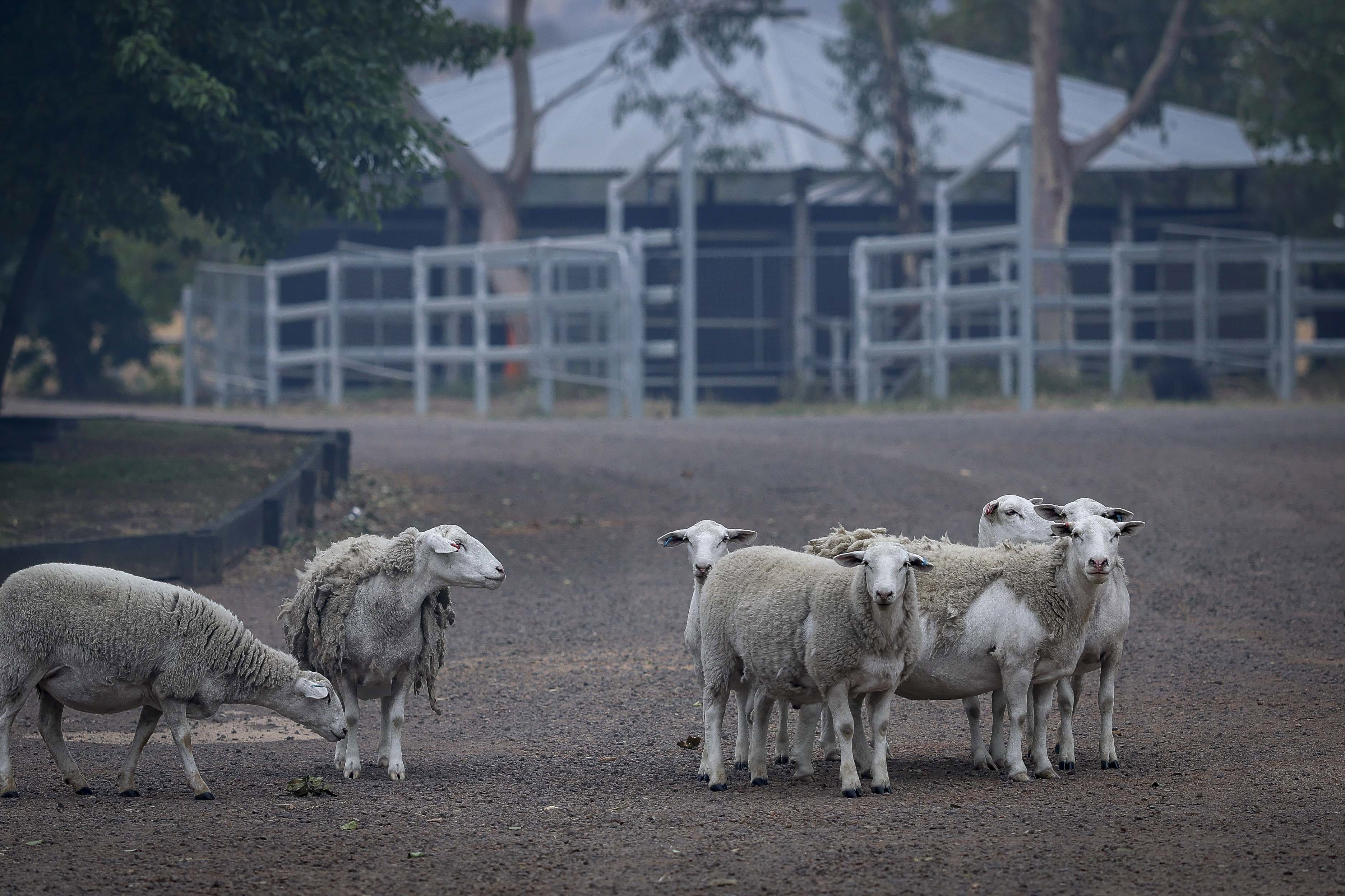 Bush fire damaged properties along Longwood Ruffy Road.