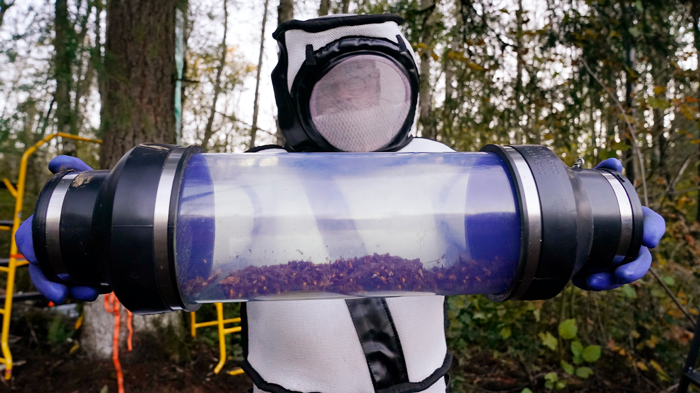 Sven Spichiger displays a canister of Asian giant hornets vacuumed from a nest in a tree behind him in Blaine, Washington. (AP Photo/Elaine Thompson, File)