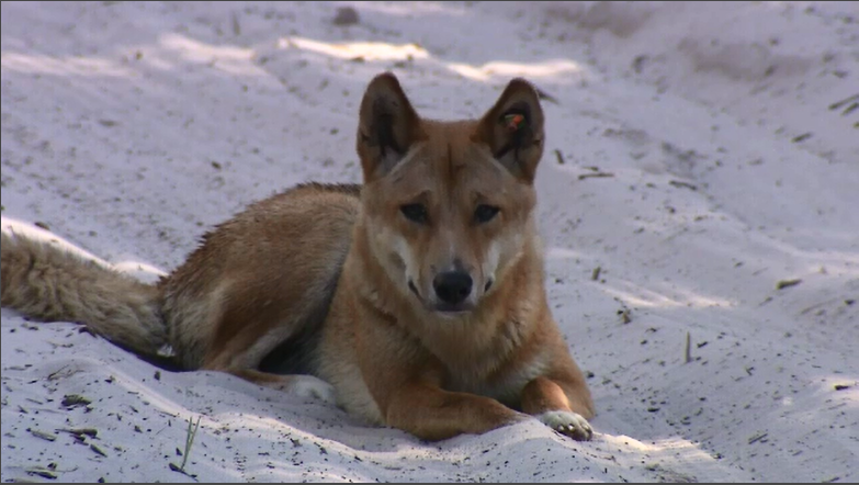 A Dingo on Fraser Island.