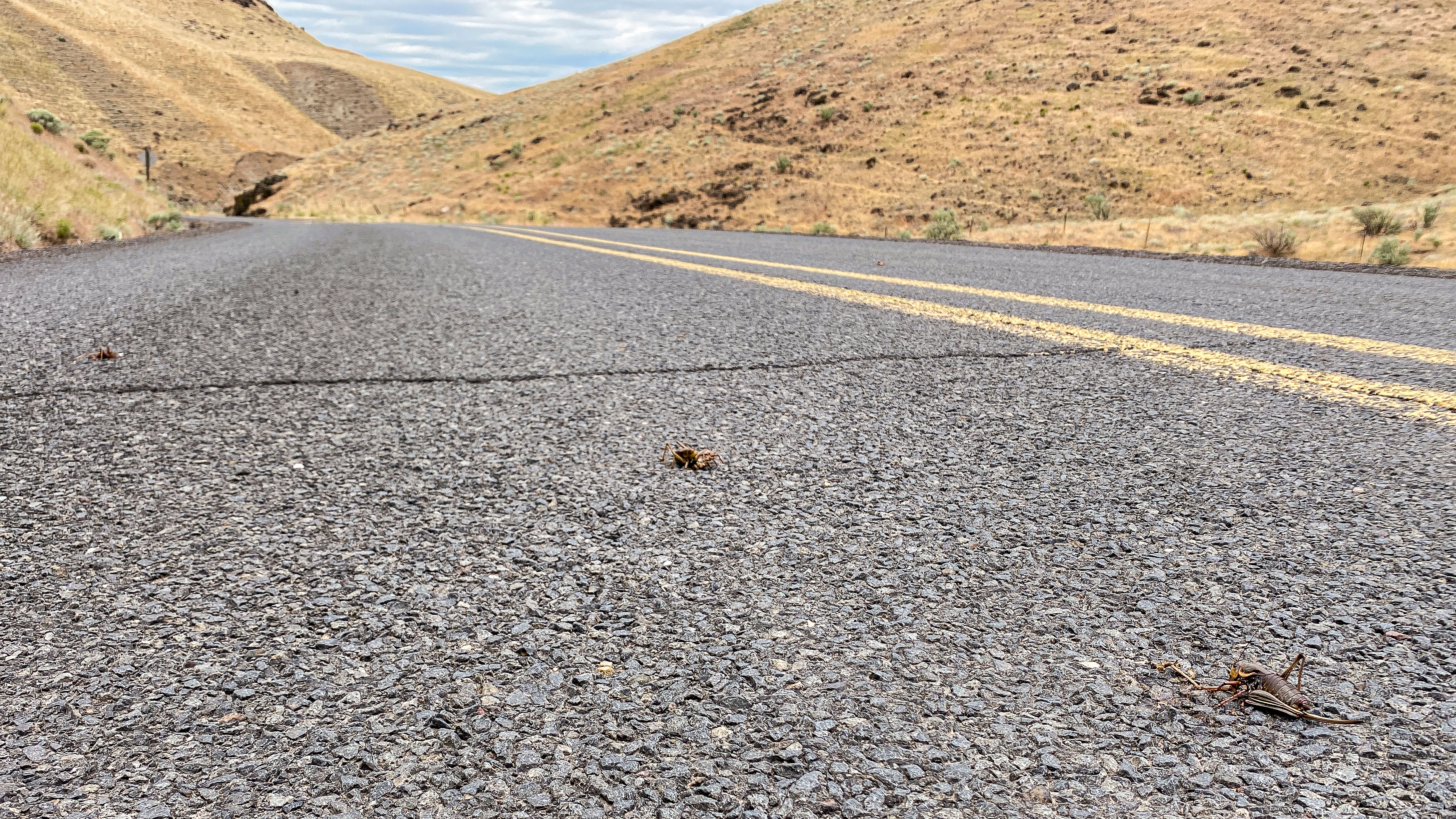 Mormon crickets seen on Blalock Canyon Road near Arlington, Oregon.