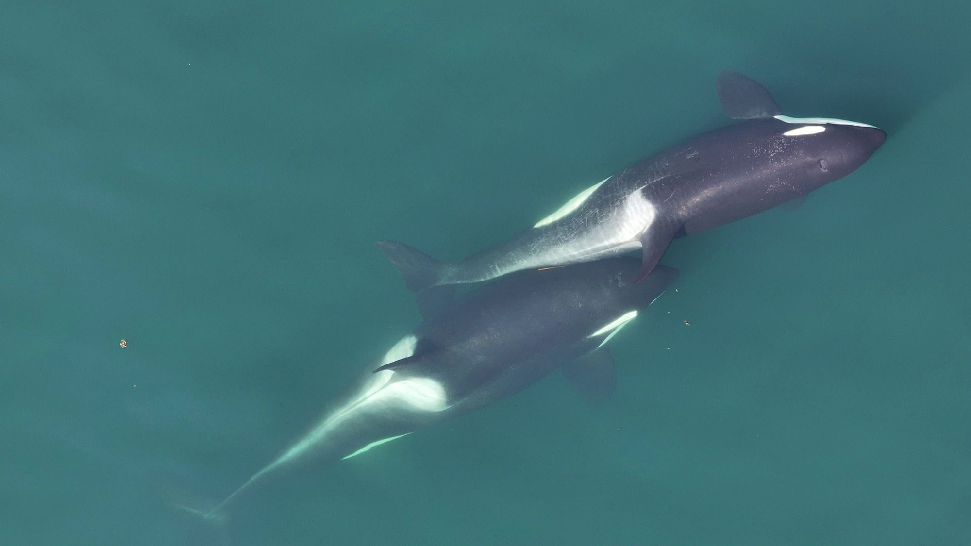 A small length of kelp is visible between the two whales that are "allokelping."