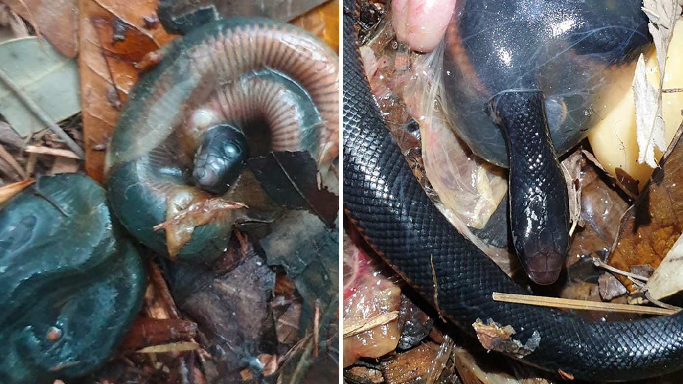 In March 2020 Sean Cade came across some hatching red-bellied snakes, still in their embryonic sacs.