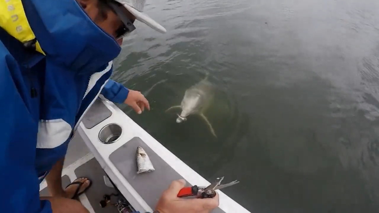 Footage of the man cutting up a fish into small pieces and feeding it to the dolphin at Tin Can Bay was posted online.