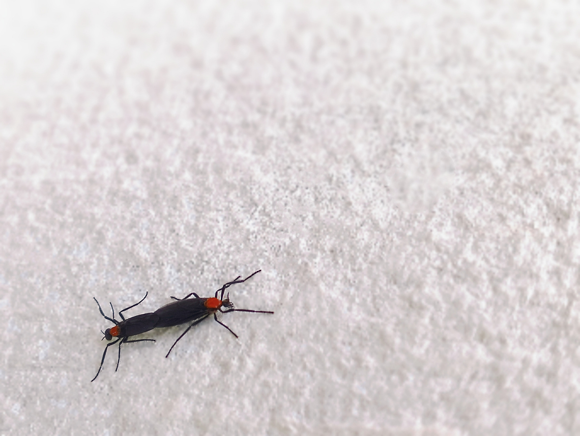 Lovebugs can be identified by their red thoraxes and black wings﻿.