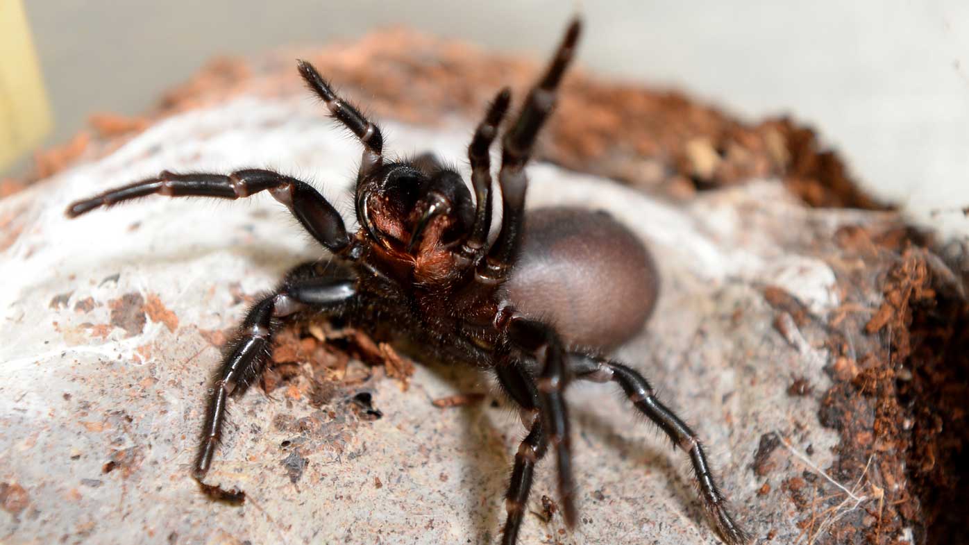Why trackers are being fitted to funnel web spiders