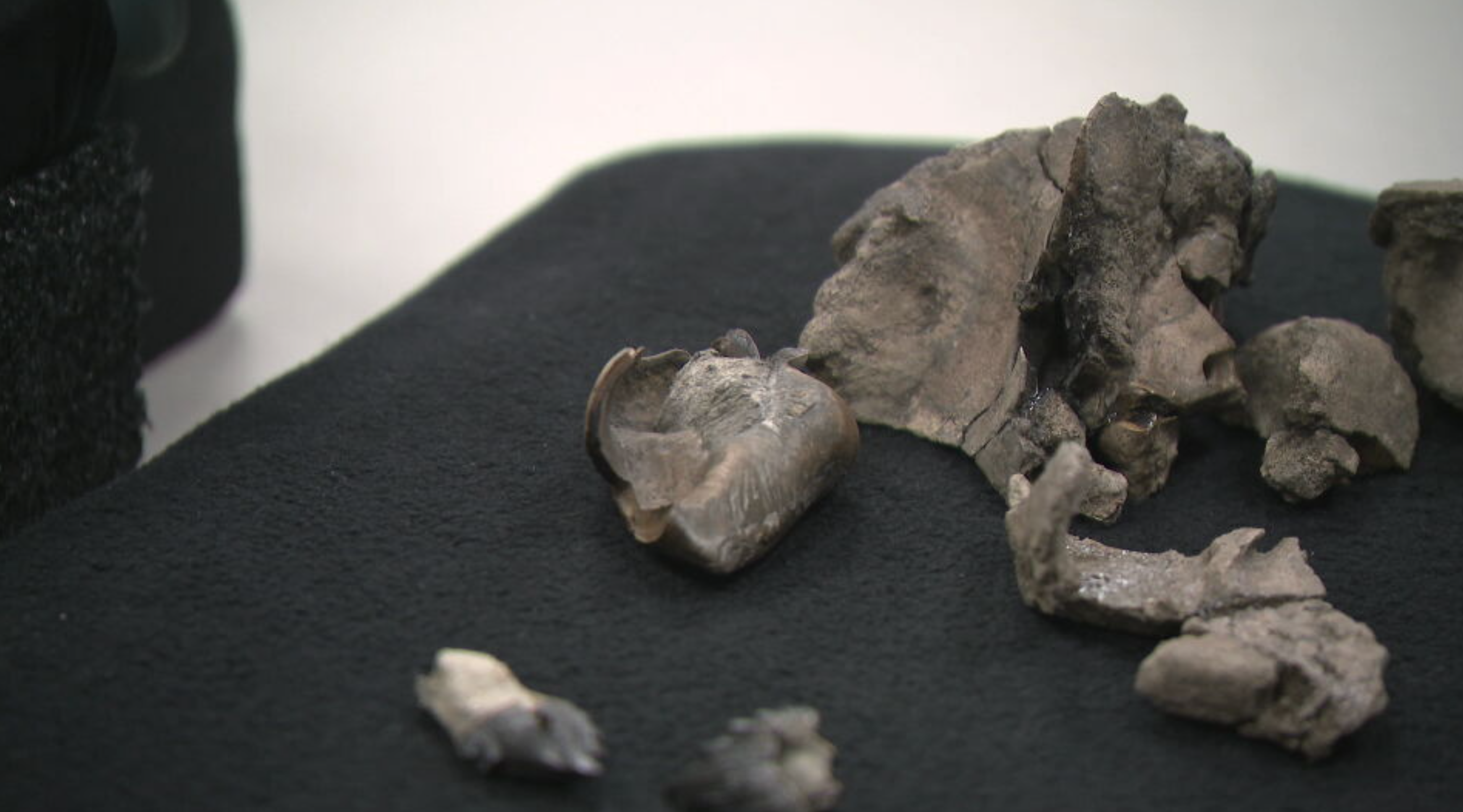 Local Ross Dullard discovered the fossils while walking on a beach on Victoria's surf coast in 2019.