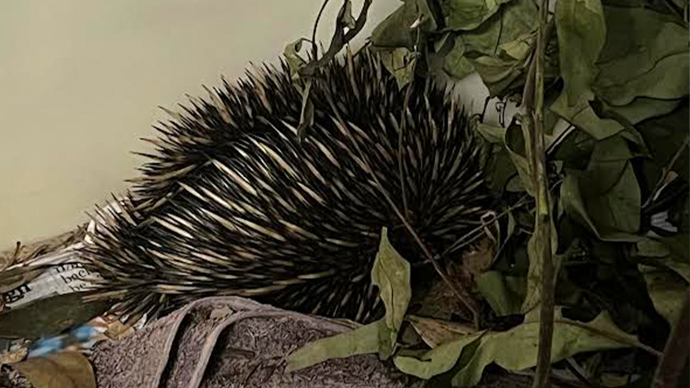 The shy echidna was snuffling through vegetation in its tub.
