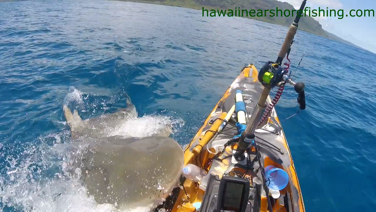 GoPro captura el encuentro de un pescador con un tiburón tigre en Hawái