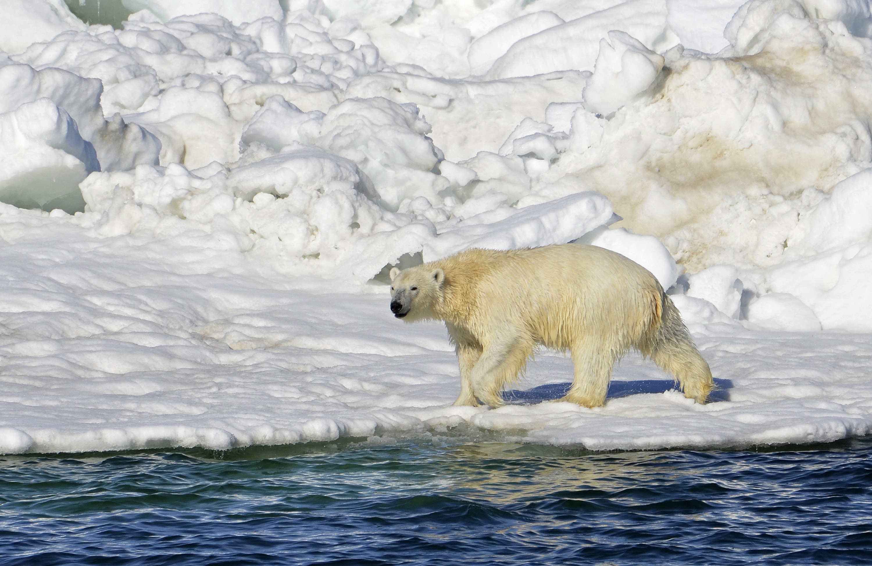 Dos muertos por oso polar en aldea de Alaska
