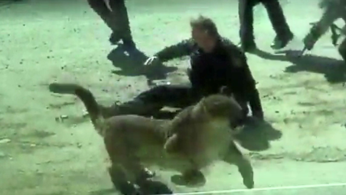 The mountain lion bounds away after attacking the deputy.