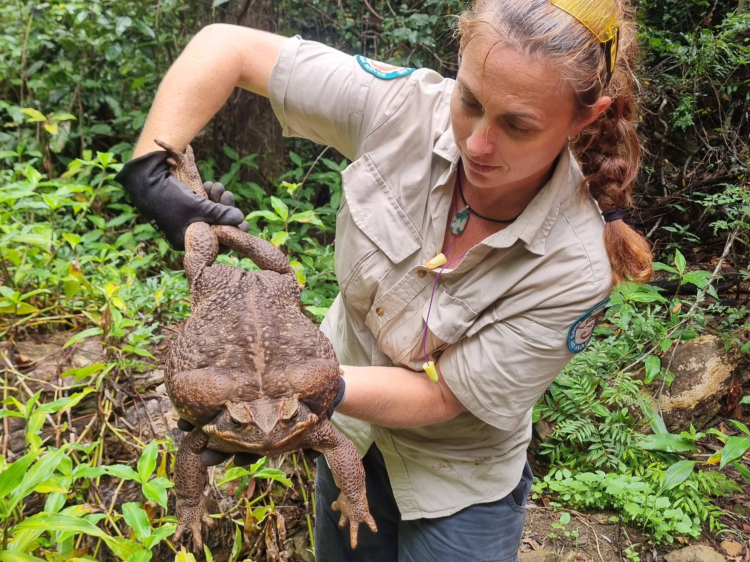 A cane toad so huge it was nicknamed 'Toadzilla' has been found in Queensland.The mammoth creature weighed almost 3kg - almost as much as a brick.