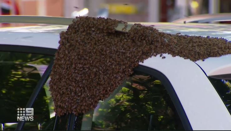 Thousands of bees have created a headache for a woman at an Adelaide cafe strip after the bees swarmed on her car.