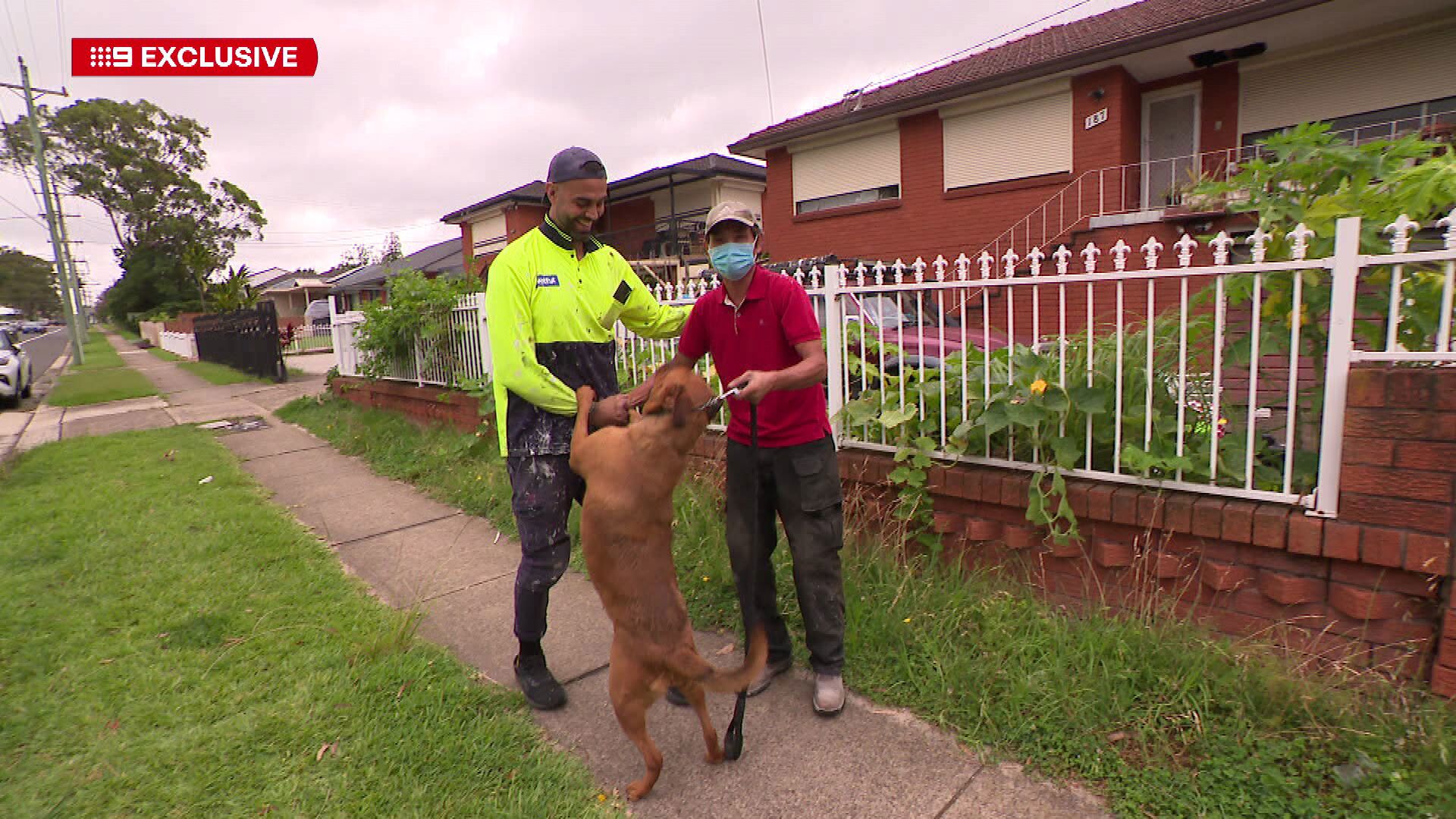 A tradie who was passing by a burning home in Sydney's west valiantly stopped to check if anyone was inside, and ended up rescuing a pet dog. The house on Meadows Road in Mount Pritchard went up in flames at 11am, Fire Rescue NSW Acting Superintendent Matt Sigmon said.