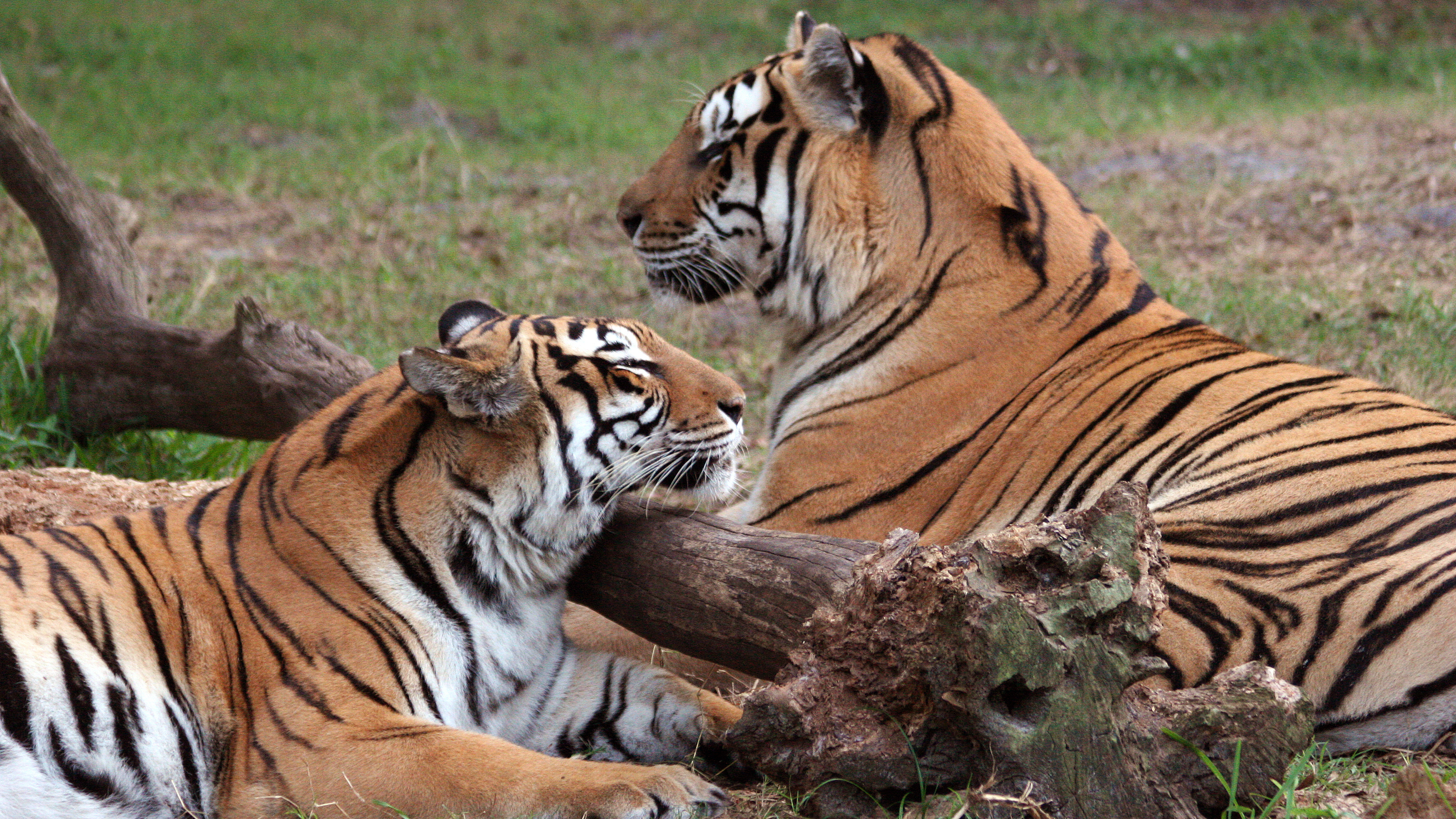 Los tigres China y Khan se ven en el santuario de animales de Baskin, Big Cat Rescue. 