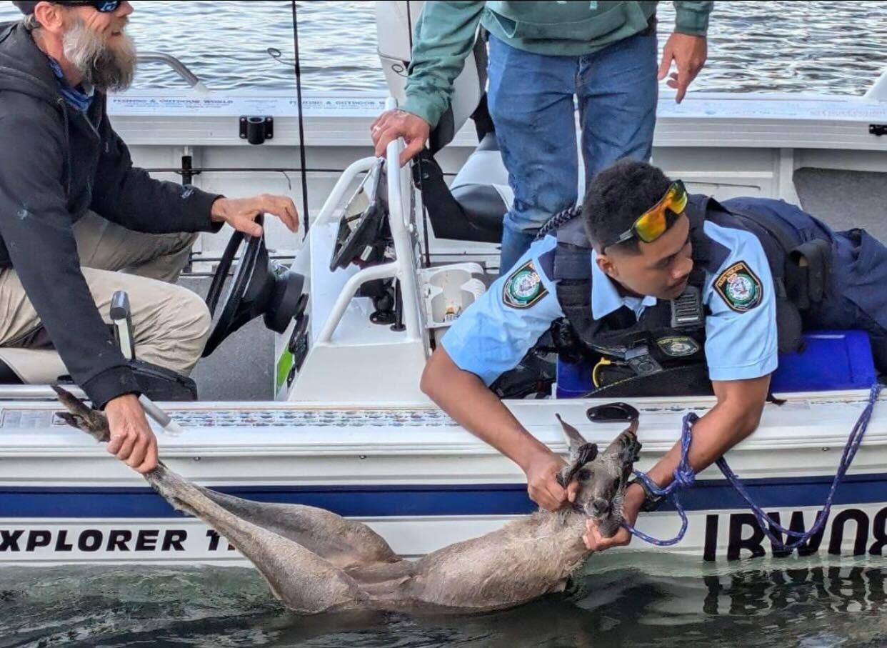 A kangaroo in southern NSW got more than it bargained for when ﻿it jumped off a jetty into a river, prompting an emergency rescue by police and local fishermen. 