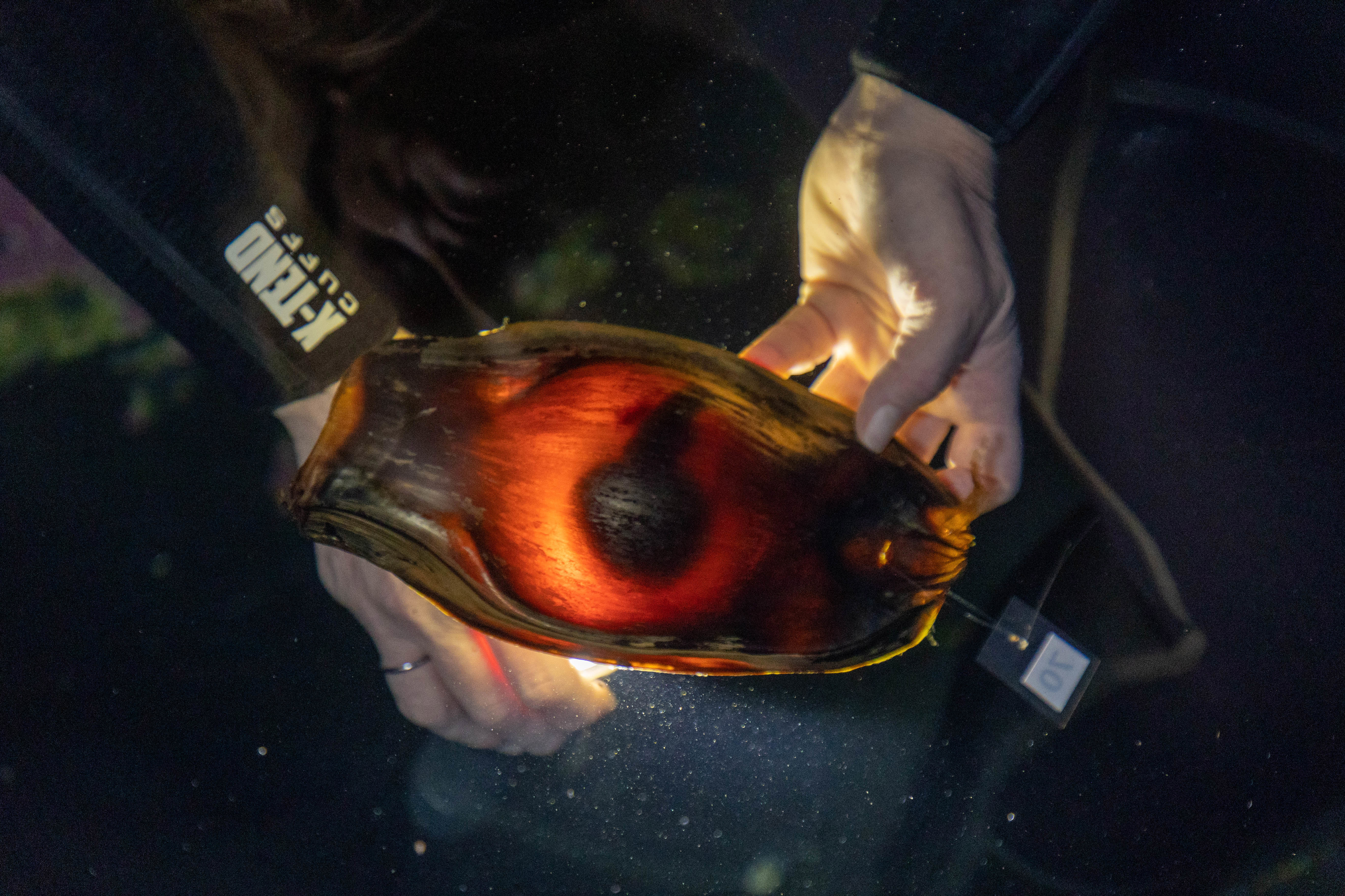 A zebra shark embryo is seen inside one of the eggs laid in the conservation initiative – called the 'StAR Project' (Stegostoma tigrinum Augmenation Recovery Project).